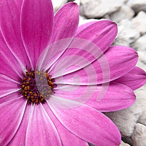 A purple Cape Marguerite flower in closeup view