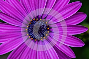 Purple Cape Marguerite in the garden macro shot