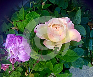 Purple Cardinal Richelieu and tea roses