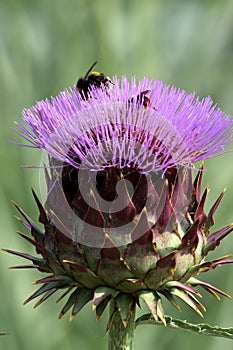 Purple cardoon flower