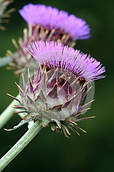Purple cardoon flowers photo