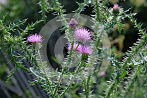 A purple Carduus Acanthoide flower. Also known as a spiny plumeless thistle.