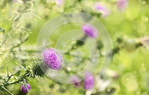 A purple Carduus Acanthoide flower. Plumeless thistles in bloom. Summer nature background with blossom flowers