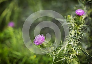 A purple Carduus Acanthoide flower. Plumeless thistles in bloom. Summer nature background with blossom flowers