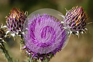 Purple Carduus marianus flower