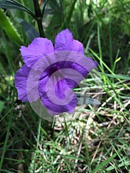 Purple Caribbean Flower