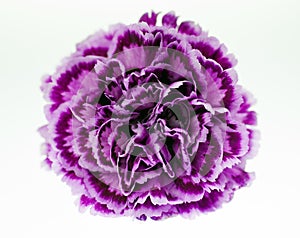 Purple Carnation Close-up