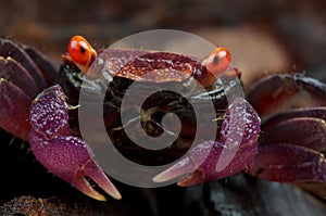 Purple carnaval crab photo