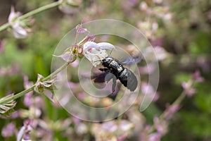 Purple carpenter bee or purple carpenter bumblebee. Xylocopa violacea