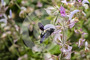 Purple carpenter bee or purple carpenter bumblebee. Xylocopa violacea