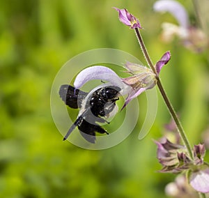 Purple carpenter bee or purple carpenter bumblebee. Xylocopa violacea