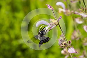 Purple carpenter bee or purple carpenter bumblebee. Xylocopa violacea