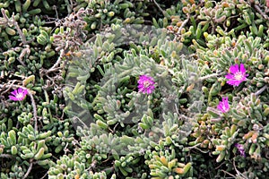 Purple carpet, Purple iceplant, Drosanthemum floribundum