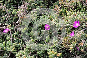 Purple carpet, Purple iceplant, Drosanthemum floribundum photo