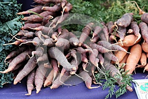 Purple carrots at Corvallis Farmers Market