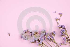 Purple caspia flower on pastel pink background