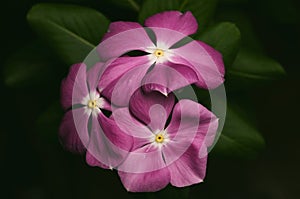 Purple Catharanthus roseus in black background, flower, top view photo