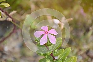 Purple Catharanthus roseus flowers.