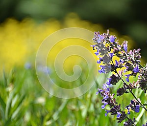 Purple catmint branch against blurred background