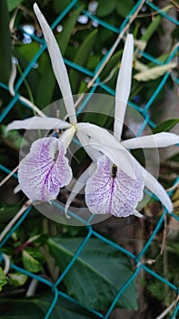 Purple Cattleya Orchids in the Backyards