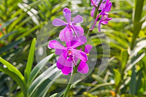 Purple Cattleya orchids in the garden