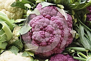 Purple cauliflower