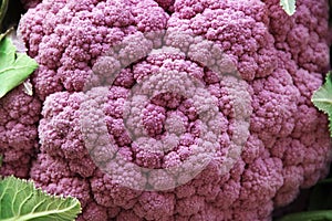 Purple cauliflower