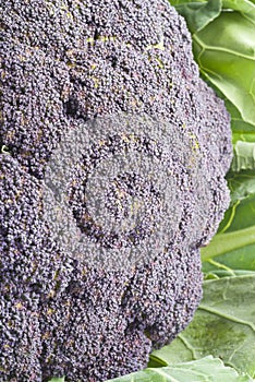 Purple Cauliflower