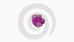 Purple Cauliflower, brassica oleracea against Whte Background, Real Time,