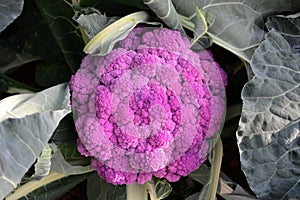 Purple cauliflower.