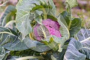 purple cauliflower and green leaves in nature