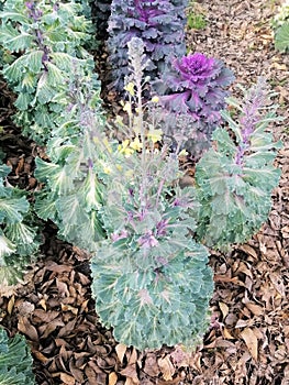 PURPLE CAULIFLOWER OF THE STATE OF MEXICO photo