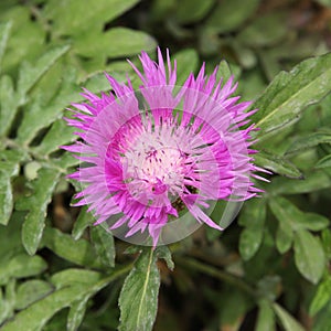 Purple Centaurea dealbata flower
