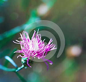 Purple centaurea flower.