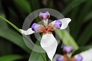 Purple center flower - Walking Iris