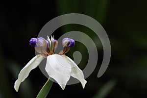 Purple center flower - Walking Iris