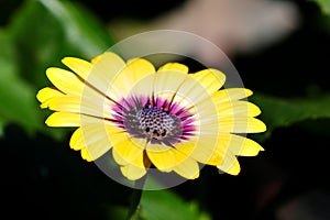 Purple center Osteospermum flowers yellow daisy flower daisies