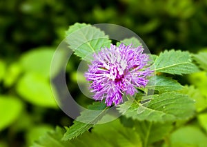 Purple Centratherum punctatum Cass flower