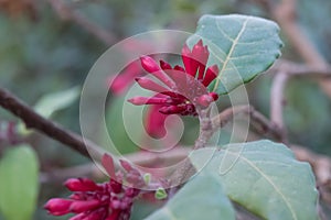 Purple Cestrum elegans, cluster of red buds