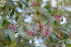 Purple Cestrum elegans, pending pendular flowers