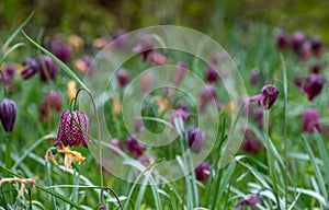 Purple chequered Snake`s Head Fritillary flowers grow wild in the grass in Richmond, London, UK. Photographed in mid April.