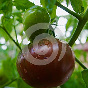 Purple Cherokee Tomatoes Ripening on the Vine