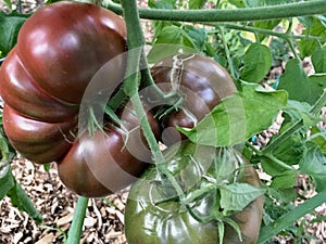 Purple Cherokee Tomatoes Ripening on the Vine in the Garden
