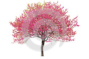 Purple cherry tree isolated on white background