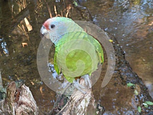 Purple chest parrot photo