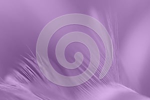 Purple chicken feathers in soft and blur style for background