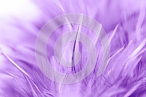 Purple chicken feathers in soft and blur style for background