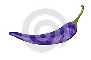 Purple chili pepper on transparent background