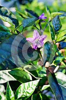 Purple chilli flower in garden