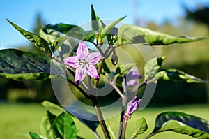 Purple chilli flower in garden